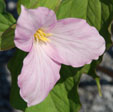 Trillium grandiflorum var. roseum